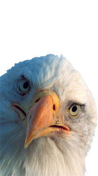 The Eagle